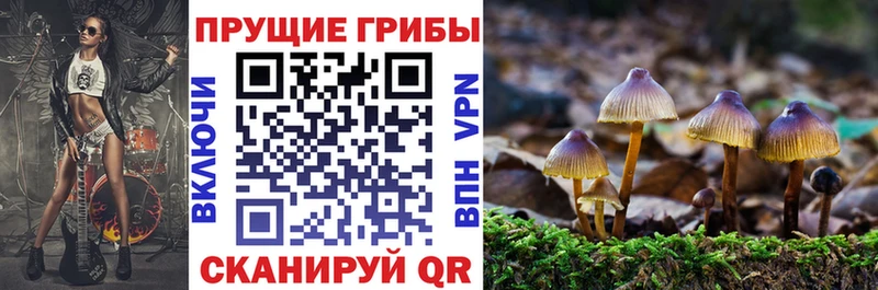 Купить закладки  Волгореченск  Галлюциногенные грибы мицелий 